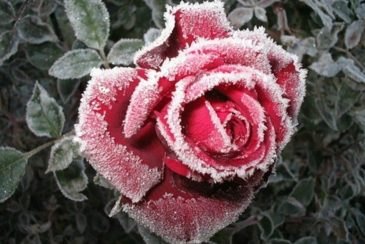 Зимние цветы. Цветы в снегу.