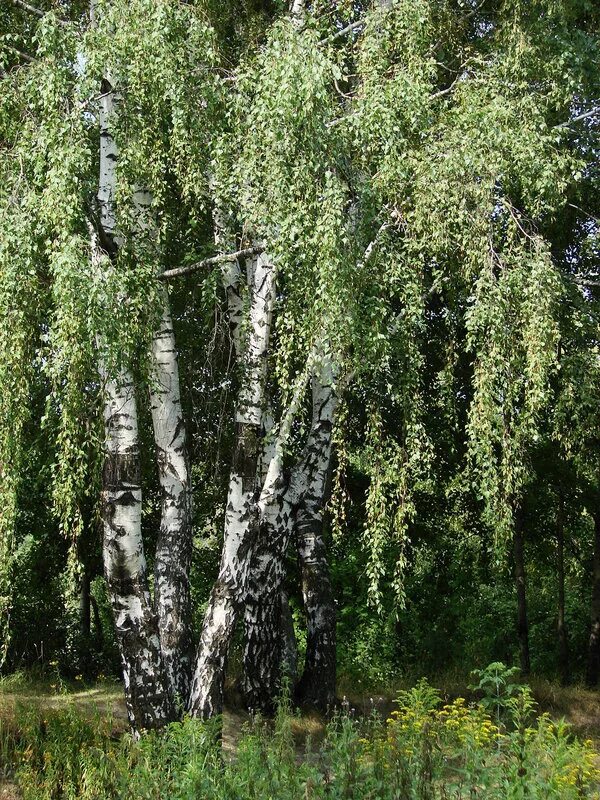 Березы шумят. Березы шелестят. Скоро зашумят Березки листьями. Родное над Иртышом шумят берёзы. Песня березы шумят слушать