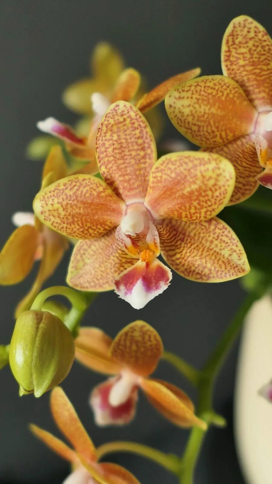 Орхидея Phalaenopsis Paprika, multiflora
