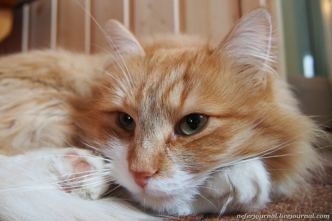 рыжий кот самара