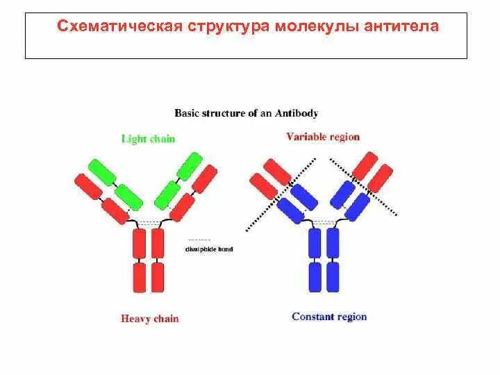 Составные элементы молекулы антитела. Схема строения молекулы антитела. Структурные компоненты антитела. Схема строения антител иммунология. Антитела легкая форма