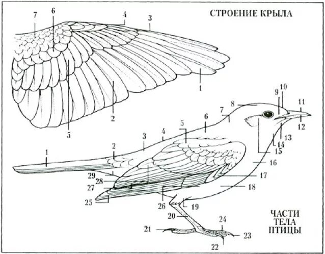 Типы крыльев у птиц. Птица чертеж вид спереди. Строение крыла птицы скелет. Строение крыла Сапсана. Строение крыла птицы схема.