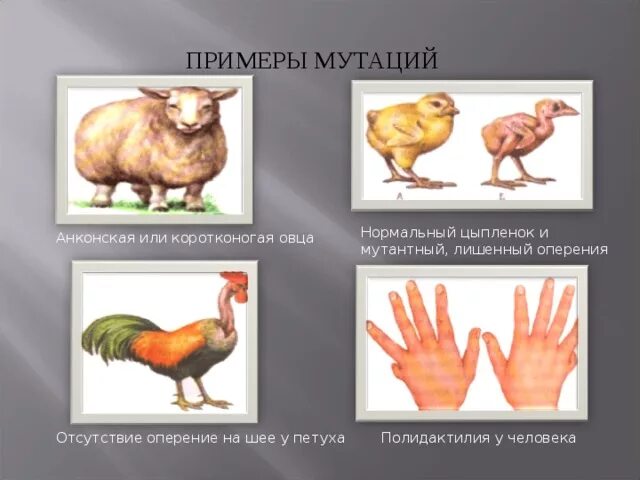 Селекция животных мутагенез. Естественные мутации примеры. Искусственные мутации примеры. Мутационная изменчивость примеры. Мутационная изменчивость (мутации).