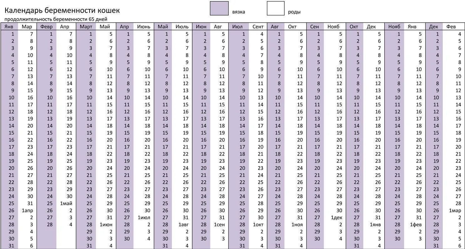 Рассчитать в какой день забеременела. Кошка беременность срок таблица. Таблица вязки и родов у кошек. Календарь беременности у собак мелких пород. Календарь беременности собаки по дням чихуахуа.