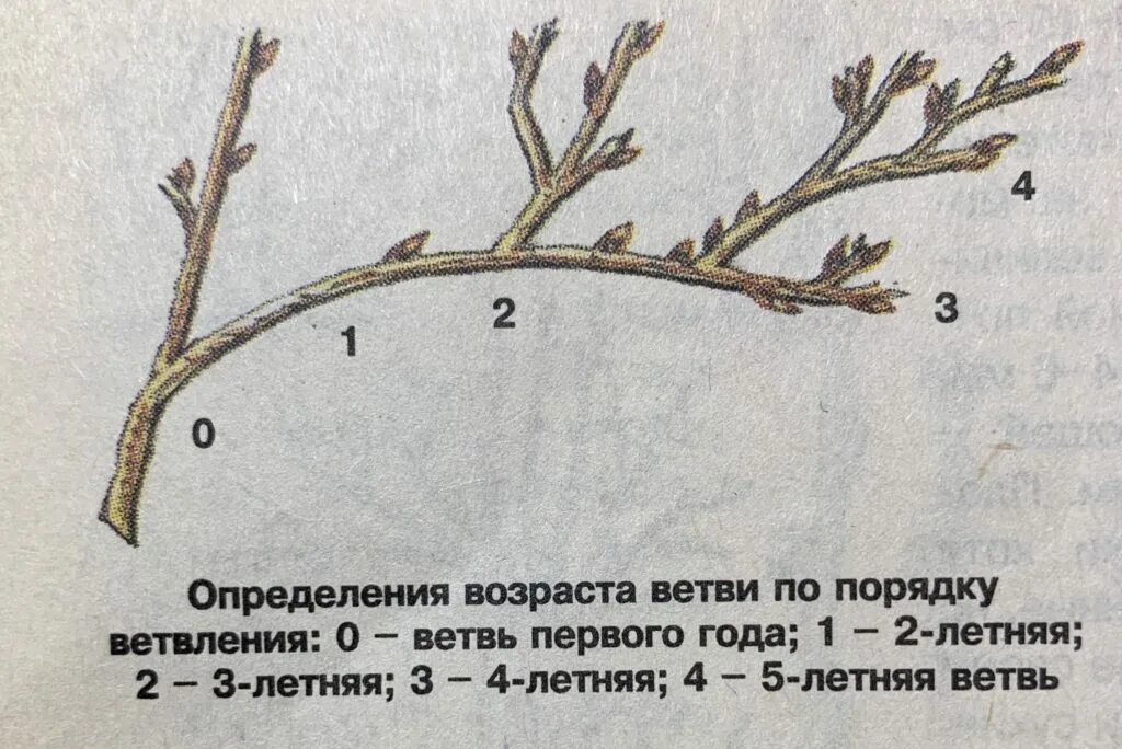 Как отличить старый. Обрезка смородины ветки первого порядка. Ветка черной смородины побеги. Как определить Возраст ветки. Смородина веточка строение.