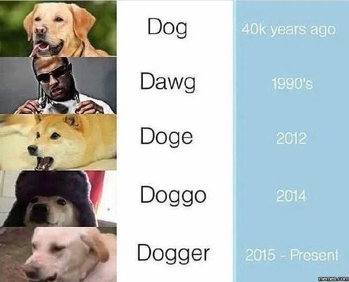Эволюция собак мемов играть. Мемы doggo. doggo качок. пес мем. мемы про собак эволюция.