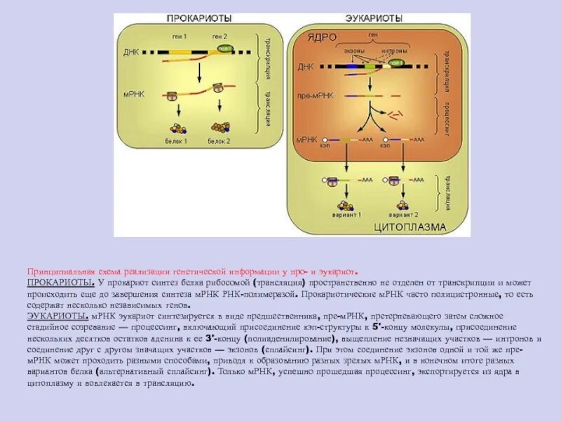 Схема трансляции генетической информации. Синтез белков эукариот и прокариот. Схема трансляции генетической информации у прокариот.. Реализация генетической информации схема.