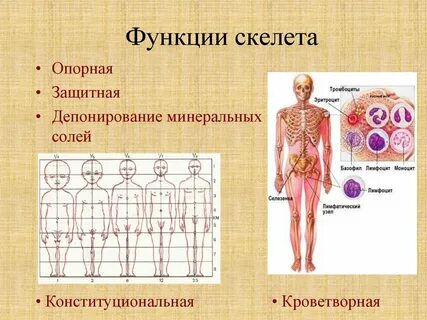 Защитные кости скелета