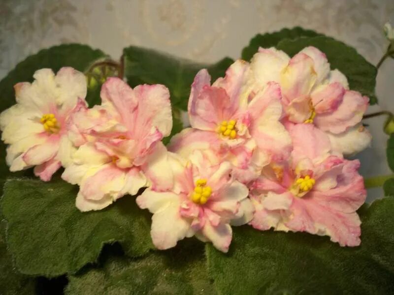 Фиалка абрикосовый. Ек-абрикосовый шифон. Сорт фиалки абрикосовый шифон. Фиалка абрикосовый. Фиалка абрикоска.