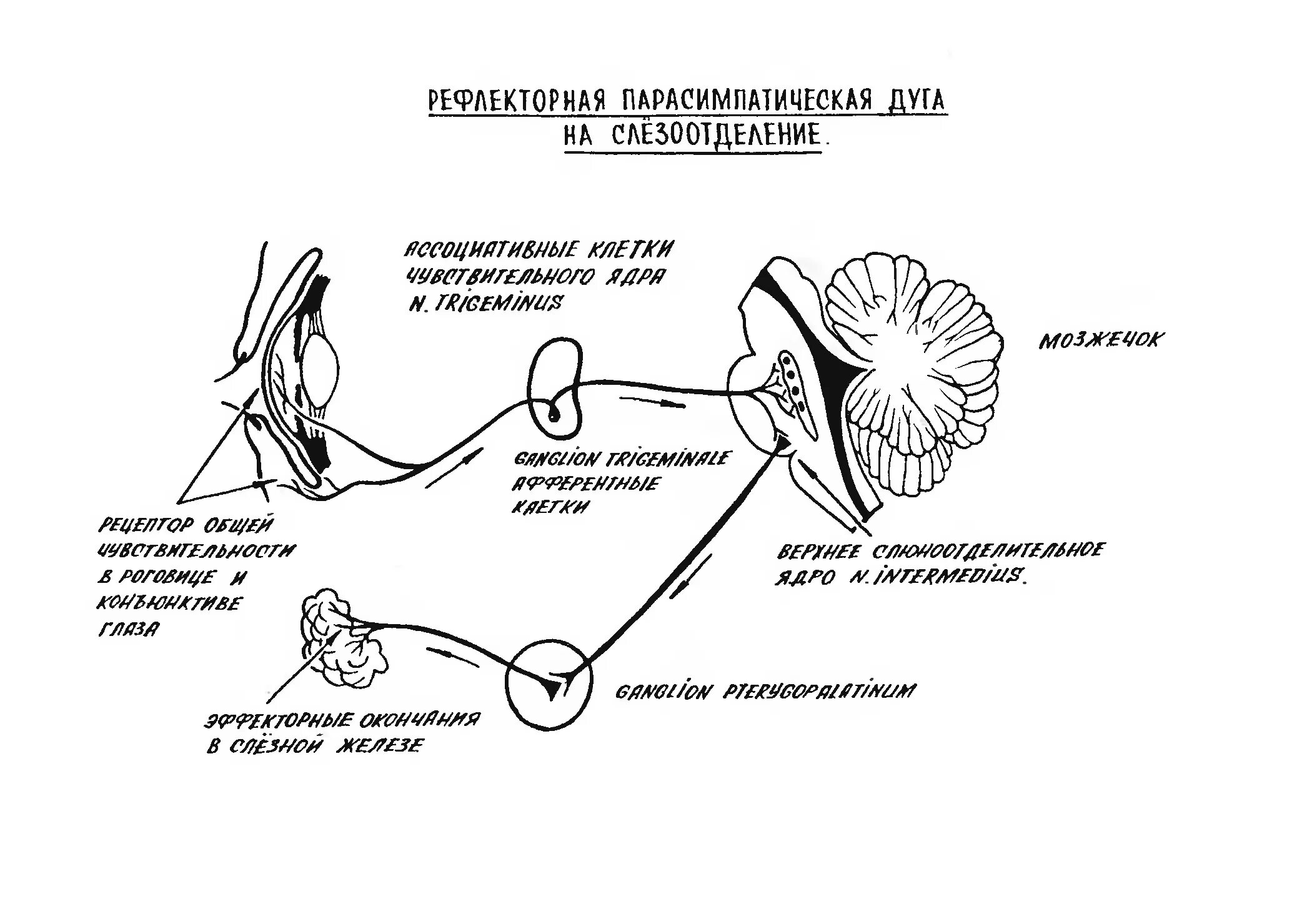 Рефлекторная дуга вегетативного рефлекса парасимпатической нервной. Вегетативная парасимпатическая рефлекторная дуга схема. Схема рефлекторной дуги парасимпатической системы. Схема симпатической вегетативной рефлекторной дуги гистология.