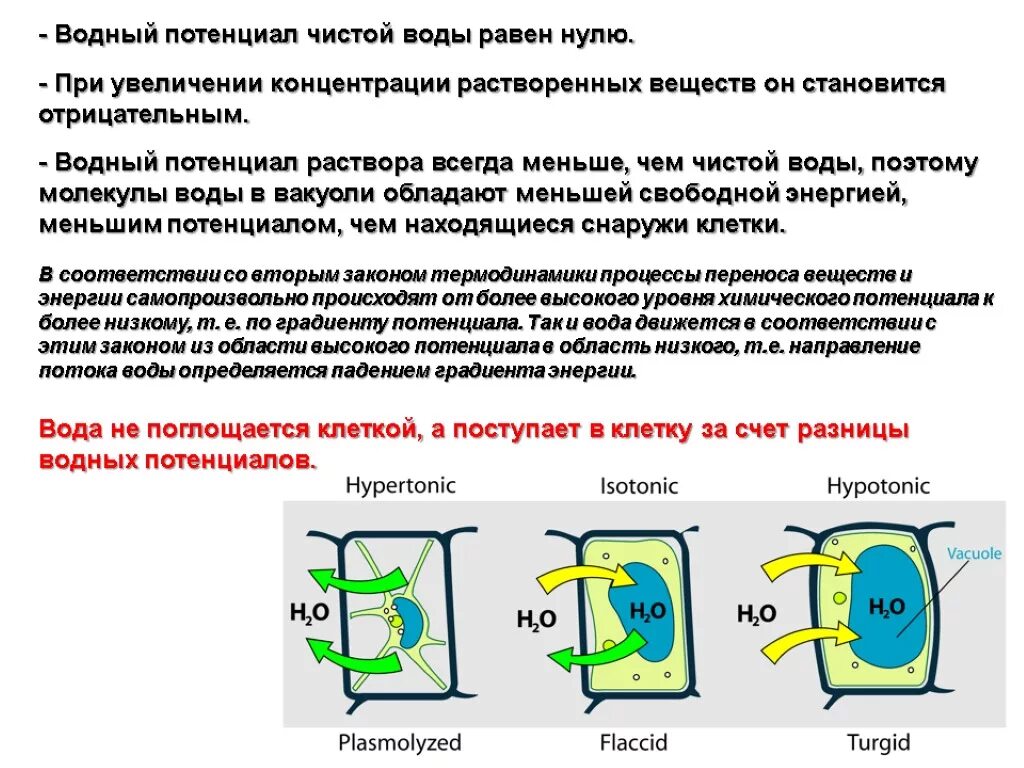 Клетки находятся в дистиллированной воде