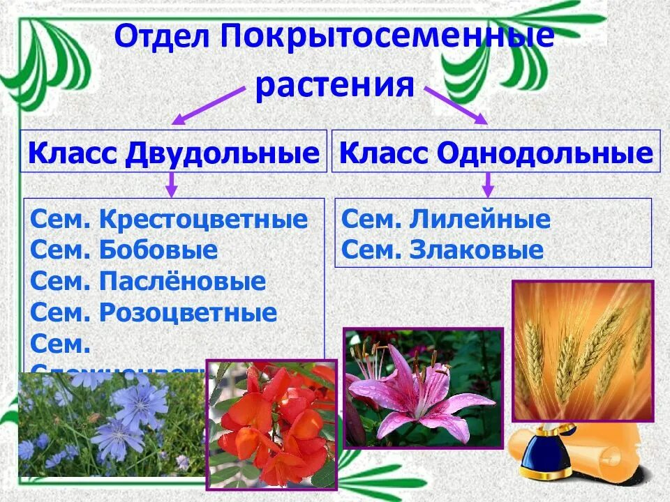 Биология 7 класс контрольная работа покрытосеменные растения. Отдел Покрытосеменные растения. Отдел Покрытосеменные класс двудольные. Царство растения отдел Покрытосеменные. Покрытосеменные растения Лилейные.