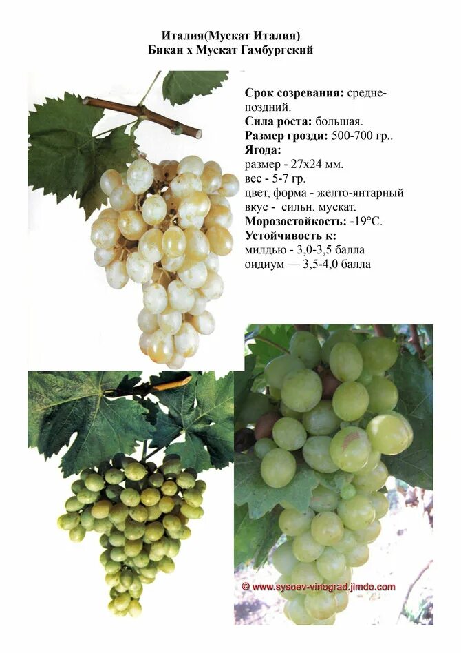Мускат королевский виноград. Мускатель виноград розовый мускат. Янтарь виноград описание сорта. Виноград мускат белый. Мускат италия сорт винограда.