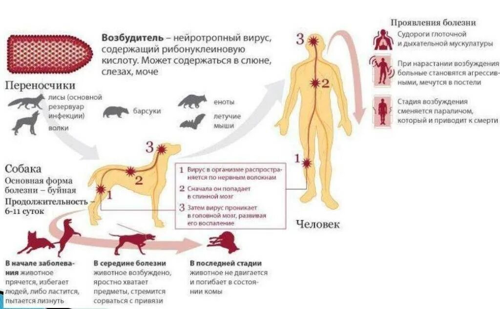 Бешенство механизм передачи инфекции. Вирус бешенства механизмы и пути передачи. Вирус бешенства инфекционные поражения. Бешенство периоды болезни.