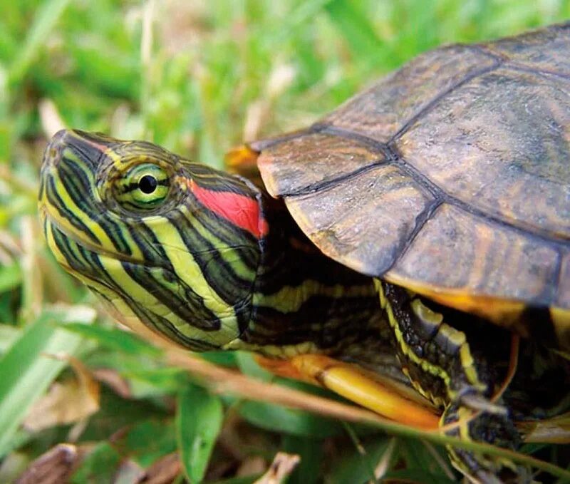 Красноухая черепаха хищная. Красноухая черепаха. Красноухие Черепашки. Американская красноухая черепаха. Красноухая желтобрюхая черепаха.