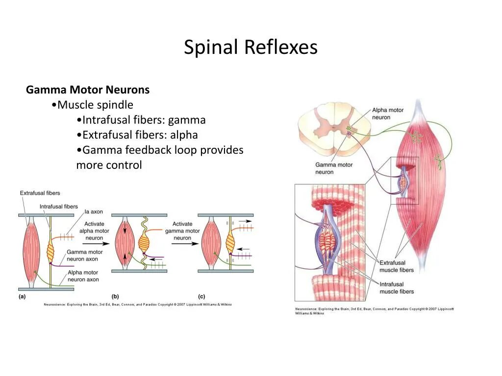 Альфа и гамма мотонейроны. Гамма система рефлекс. Альфа-гамма ко активация. Гамма волокно и Альфа мышцы. Рефлекс 10