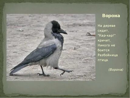 Ворона перелетная птица