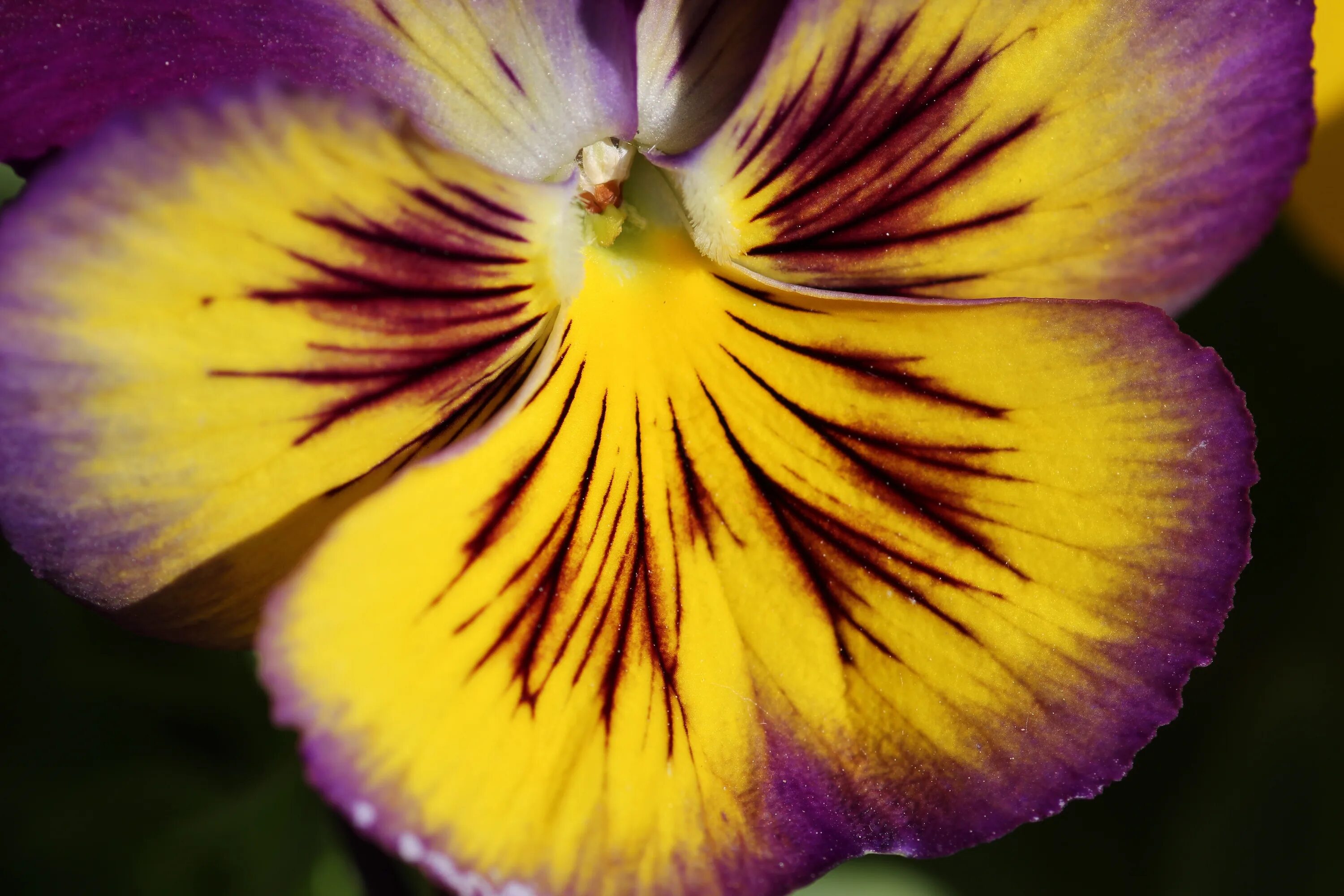 Virágok Szőnyeg Virág Lila Sárga - Ingyenes fotó a Pixabay-en Massif fleurs, Fle