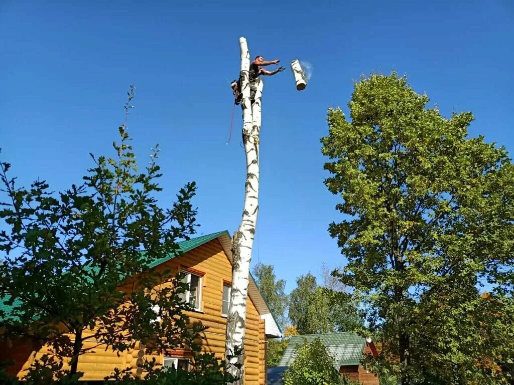 Удаление деревьев на участке цена. Кронирование деревьев. Спил деревьев на участке. Пилить деревья на своем участке. Спил деревьев Софрино.