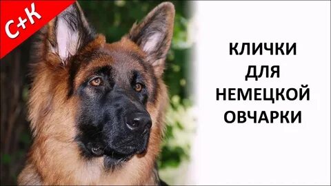Кличка щенка овчарки