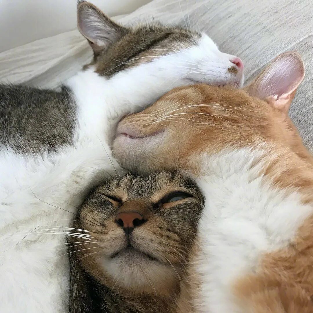 Коты обнимаются. Котики обнимашки. Котики спят в обнимку. Котик обнимает