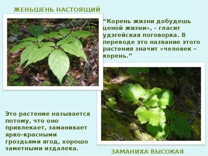 Мужские названия растений