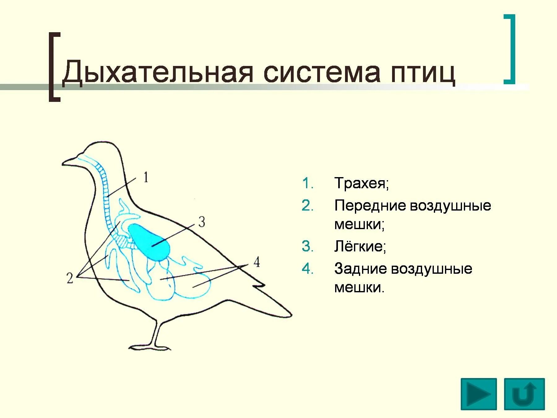 Дыхание птиц воздушные мешки. Схема дыхательной системы птицы. Схема строения дыхательной системы птиц. Система органов дыхания птиц схема. Схема дыхательной системы птицы рис 158.