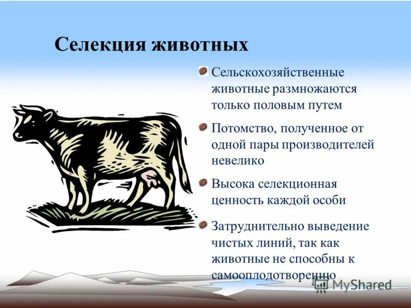 Выведение чистых линий метод. Выведение чистых линий метод