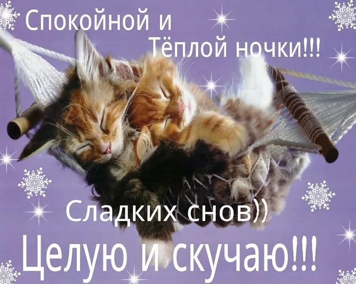 Котенок. Спокойной ночи!. Спокойной ночи сладких снов целую. Спокойной ночи целую обнимаю. Любимому котенку спокойной ночи. Обнимай целуя сладко