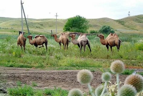 На нем стоит актюбинск 4 буквы