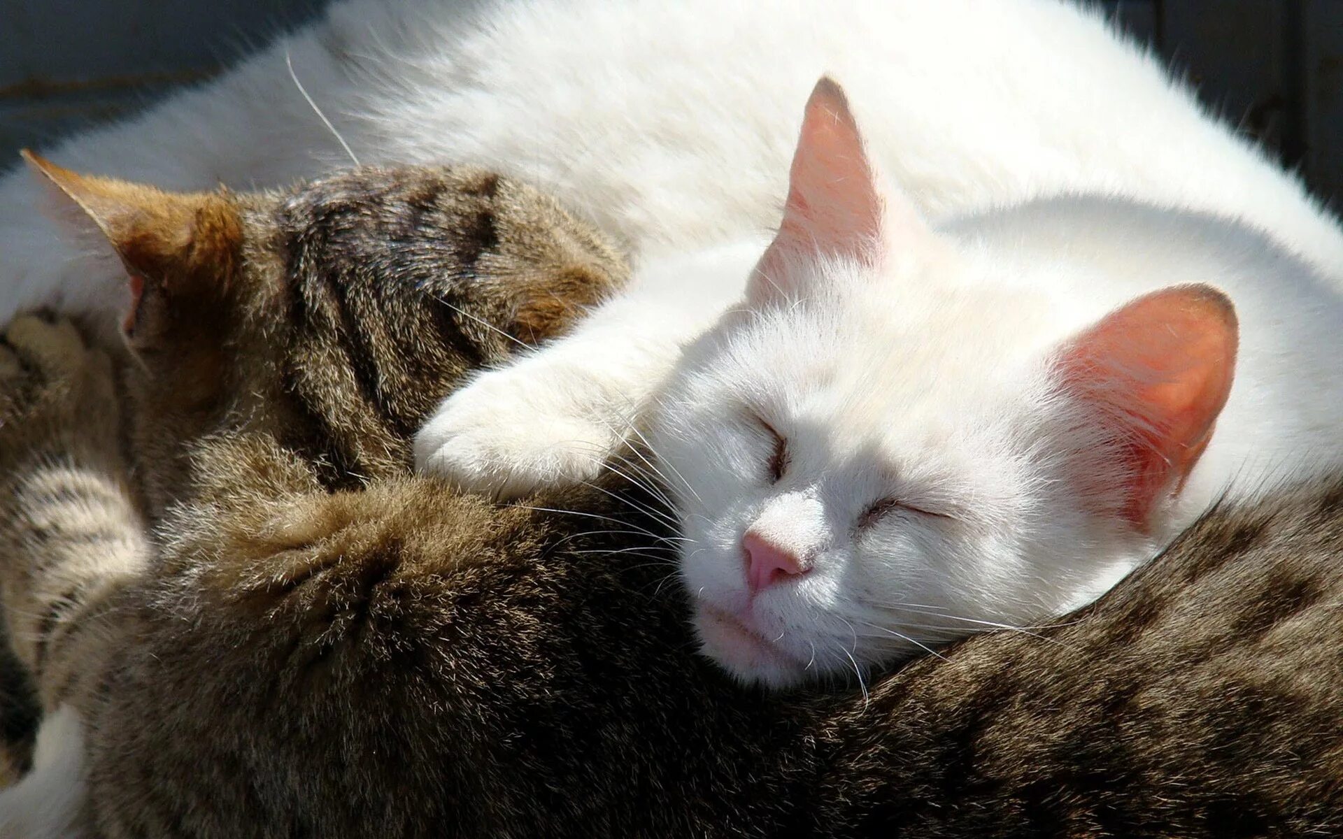 Спящие вместе коты. Котики обнимаются. спящие кошки. кот обнимает.