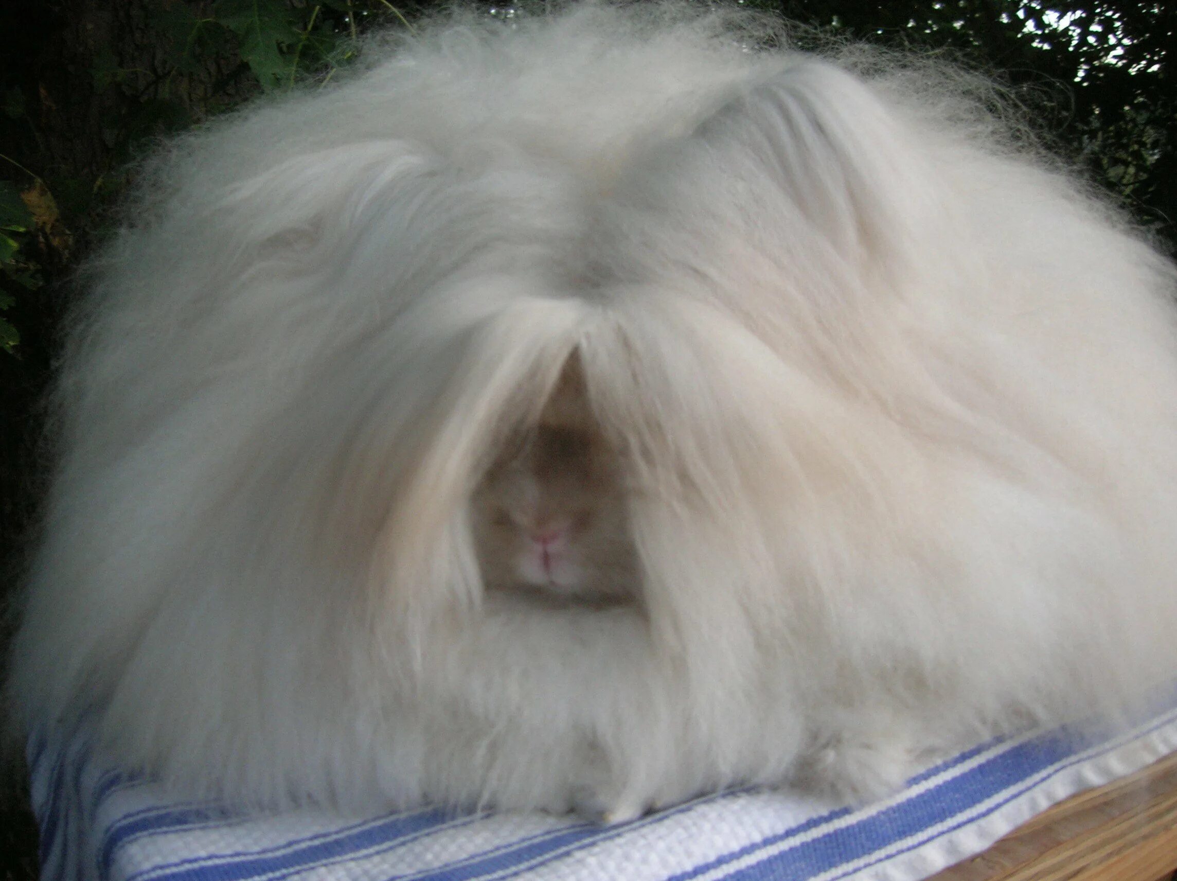 Сирийский ангорский хомяк. Белый ангорский кролик. Ангорский пуховой кролик. Пушистый ангорский кролик.
