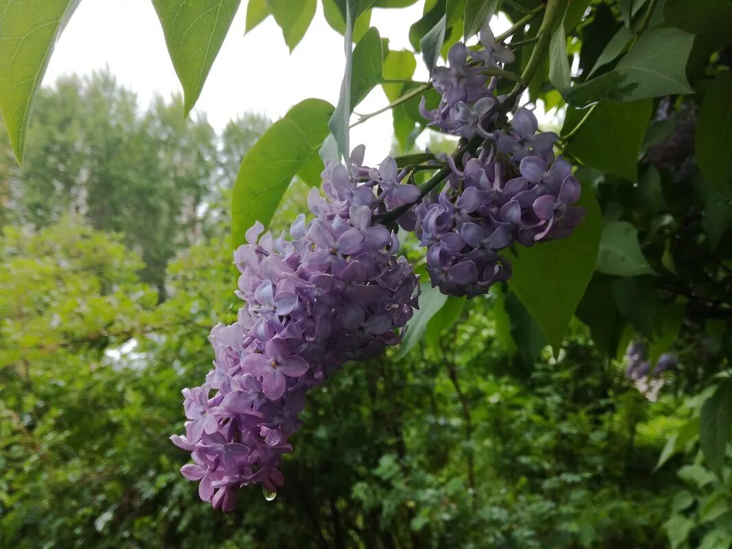 Сирень гроза. Плес сирень. Сирень дождь. Сирень под дождем.