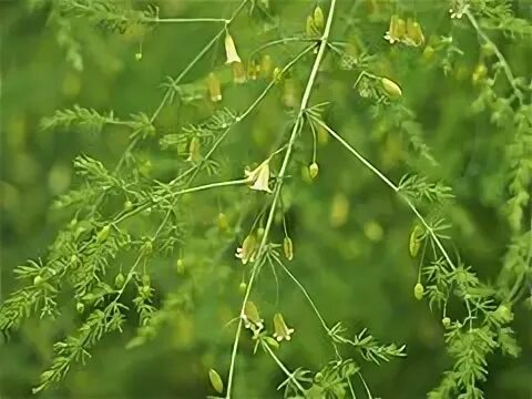Category:Asparagus officinalis - Wikimedia Commons