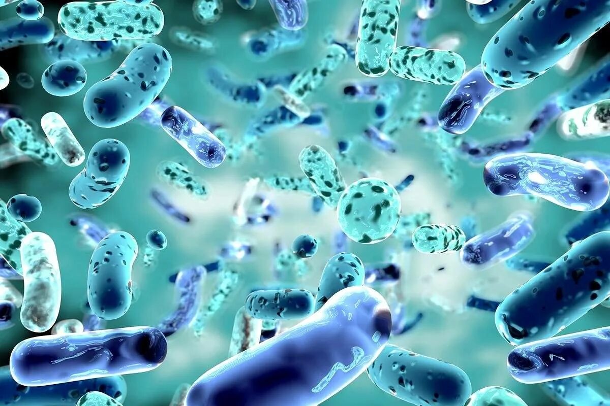 Живых микробов. Живых микробов. Патогенные микробы микробиология. Микробы и бактерии. Аэробные бациллы.