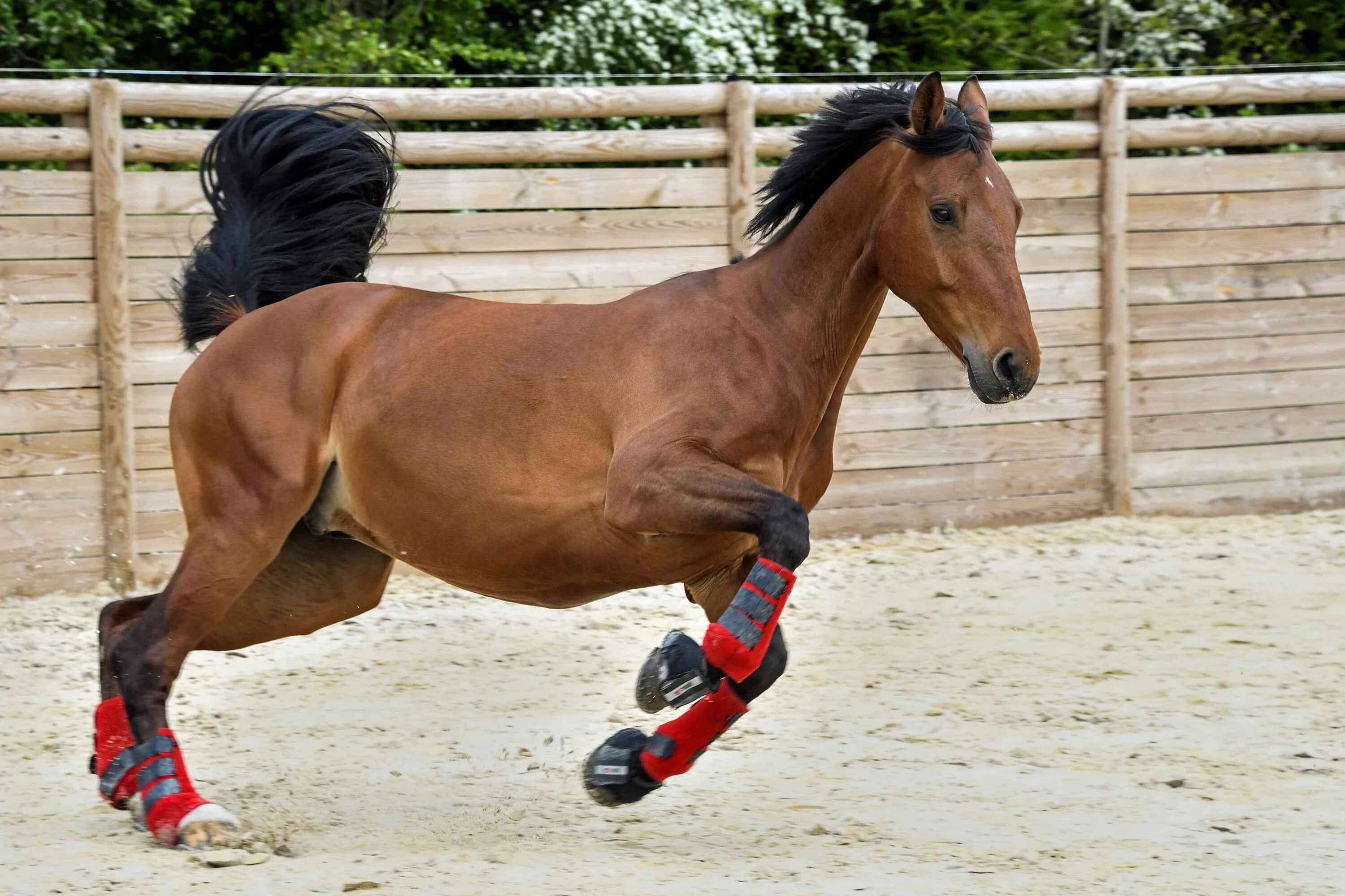 Кск дерево. Спортивный конь. Лошади спорт. Коричневая лошадь. Лошадь в прыжке.
