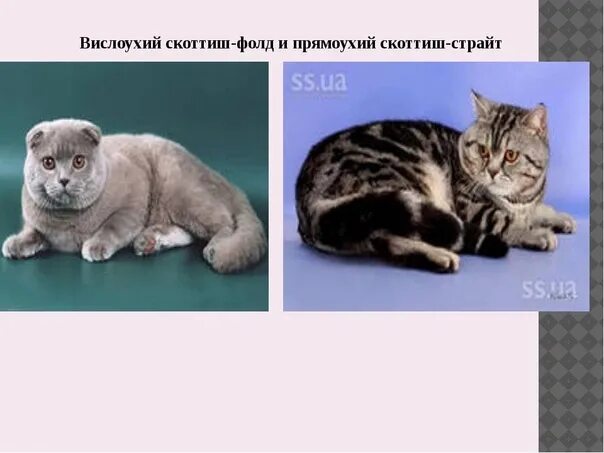 История происхождения шотландских кошек проект 4 класса Шотландская вислоухая фото Шотландские Полосатые Кошки Фото.