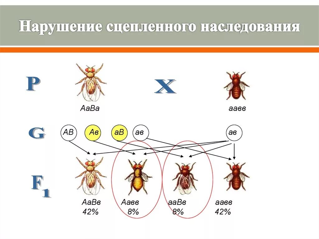 Сцепление генов примеры. Схема сцепленного наследования дрозофила. полное сцепление генов схема. наследование при неполном сцеплении генов. сцепленное наследование (полное и неполное сцепление.