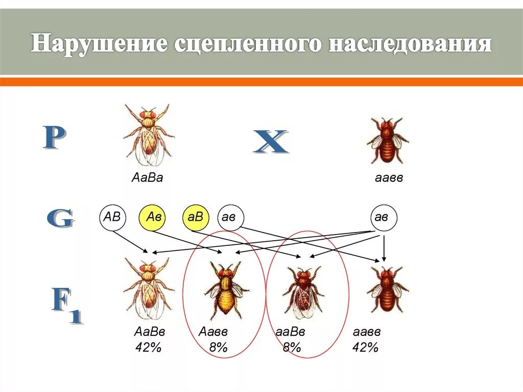 Наследование при полном сцеплении генов. Сцепленное наследование с кроссинговером. Схема сцепленного наследования дрозофила. Наследование при неполном сцеплении генов. Сцепленное наследование (полное и неполное сцепление.