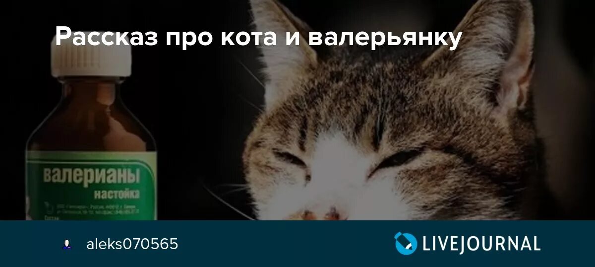 Валерьянка. Кот и валерьянка. Коты от валерьянки. Кошачья валерьянка. Можно дать собаке валерьянку