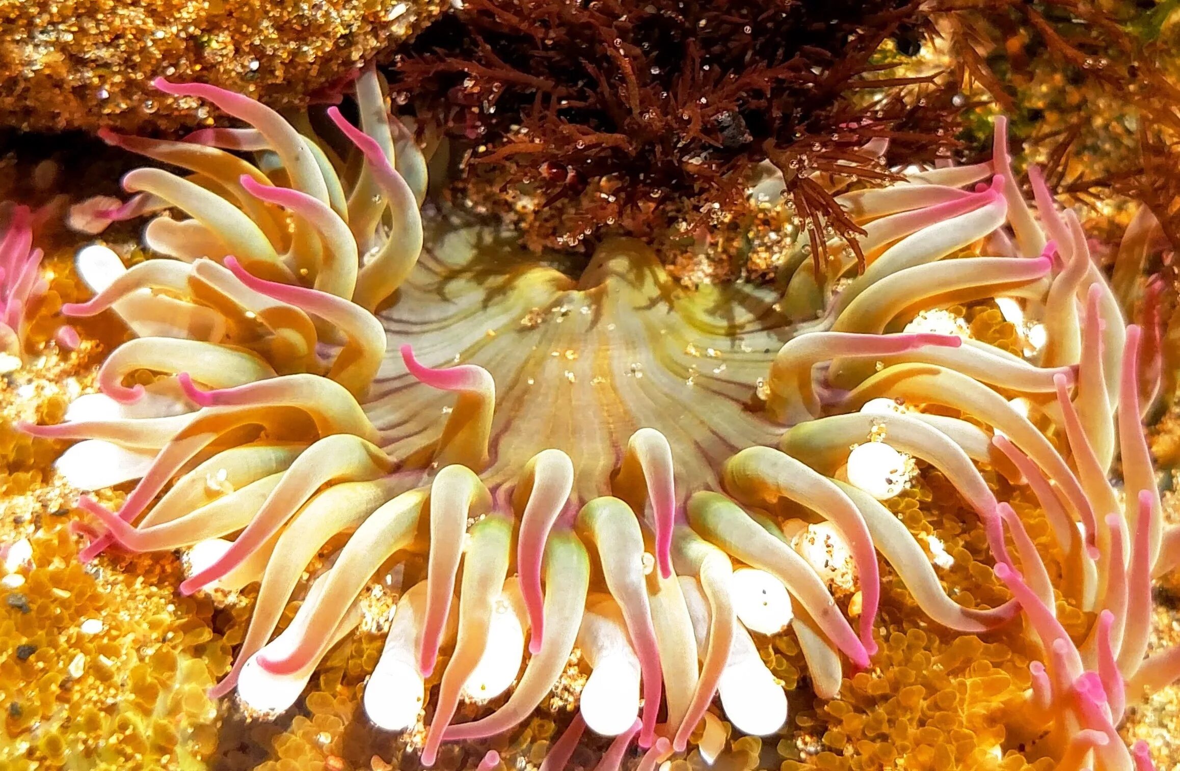 Актинии морские анемоны. Актинии Средиземное море. Актиния моллюск. Коралловые полипы актиния.