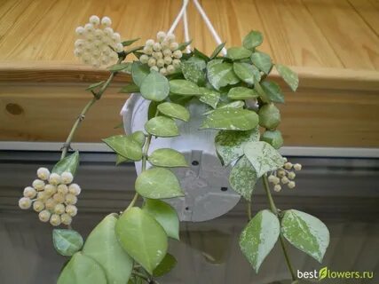 Хойя лакуноза супер эскимо