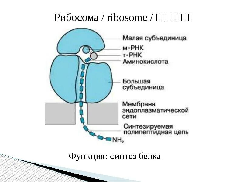 Клеточный центр состоит из двух субъединиц