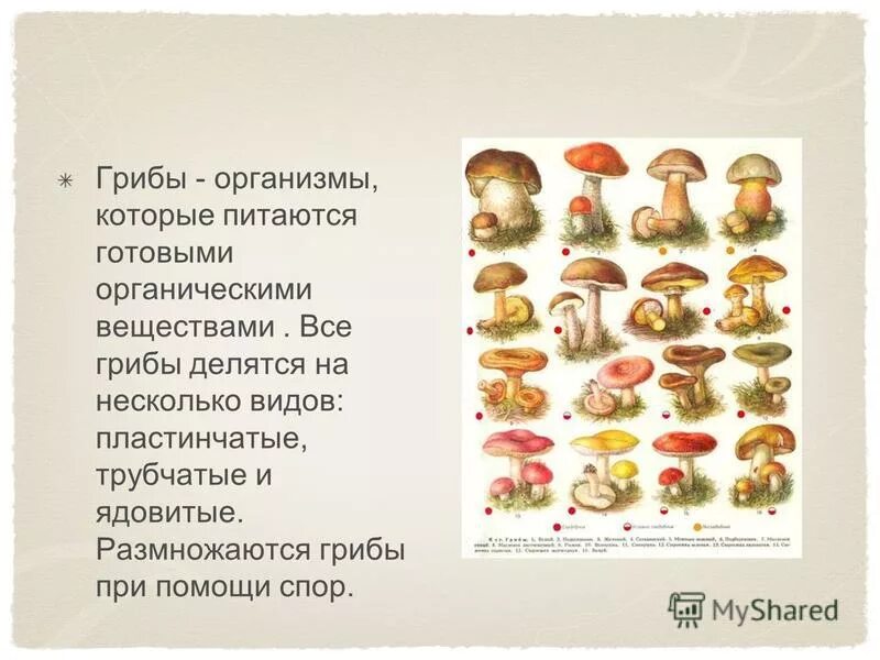 Съедобные и несъедобные грибы таблица