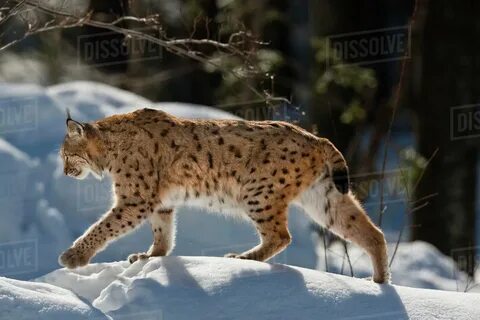 Lynx подбор