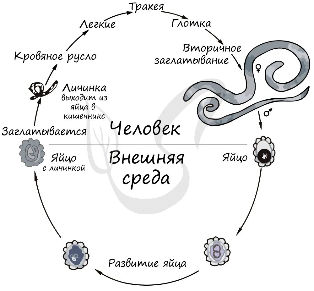 Цикл развития аскариды схема. Жизненный цикл аскариды человеческой схема. Жизненный цикл аскариды схема ЕГЭ.