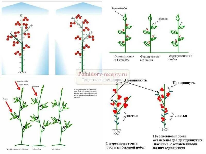 Обрезают ли перцы. Схема пасынкования томатов. Пасынкование помидор в теплице схема. Кусты томатов пасынкование. Правильное пасынкование томатов.