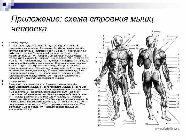 Основные мышцы для развития. Основные мышцы вид спереди. Строение мышц человека спереди.