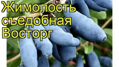 Жимолость восторг