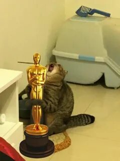 Коте ор